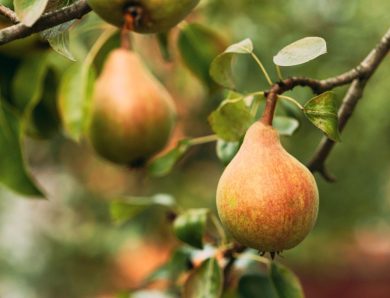 Prévenir les maladies des arbres fruitiers