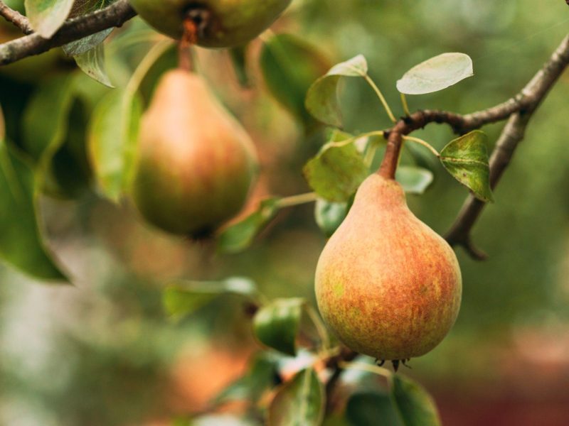 Prévenir les maladies des arbres fruitiers